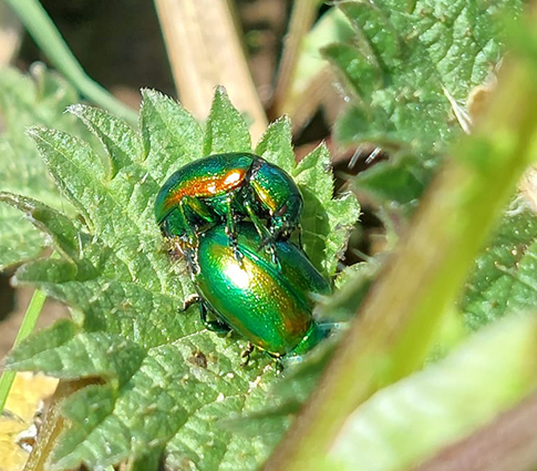 Tansy Beetle